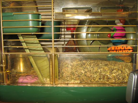 My Poor, Poor, hamster Lucy - part IV.