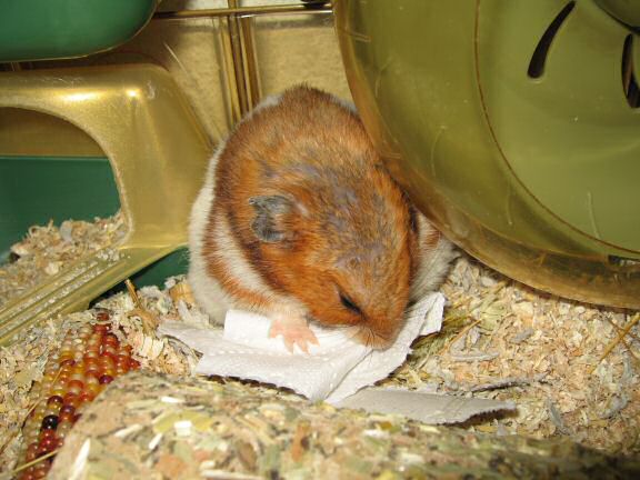 My Poor, Poor, hamster Lucy - part IV.