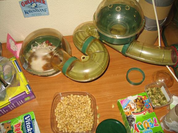 My Poor, Poor, hamster Lucy - part V.