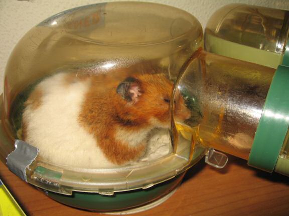 My Poor, Poor, hamster Lucy - part V.