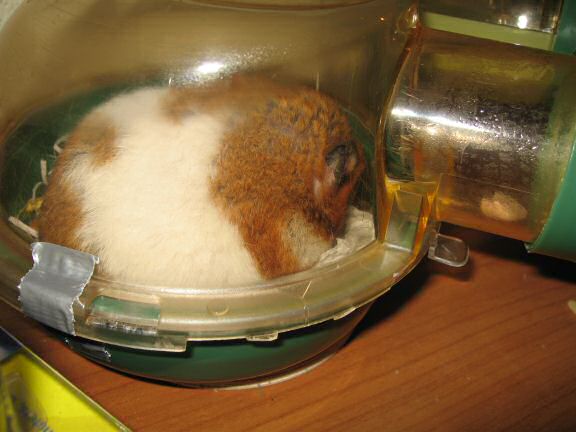 My Poor, Poor, hamster Lucy - part V.