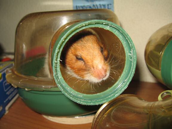 My Poor, Poor, hamster Lucy - part V.