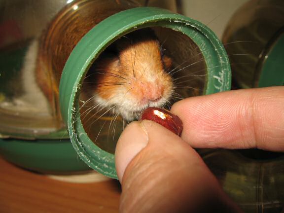 My Poor, Poor, hamster Lucy - part V.