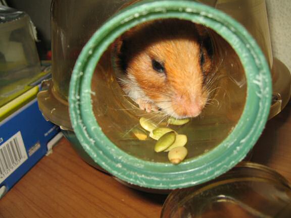 My Poor, Poor, hamster Lucy - part V.