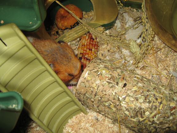 A little Quality Time with my hamster Lucy.