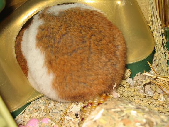 A little Quality Time with my hamster Lucy.