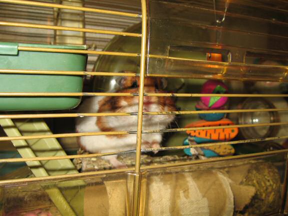 A little Quality Time with my hamster Lucy.