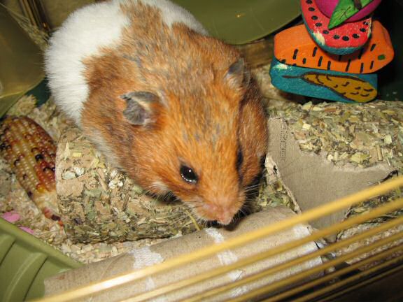 A little Quality Time with my hamster Lucy.