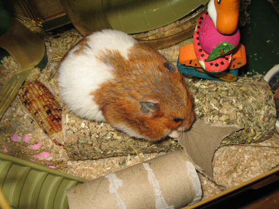 A little Quality Time with my hamster Lucy.