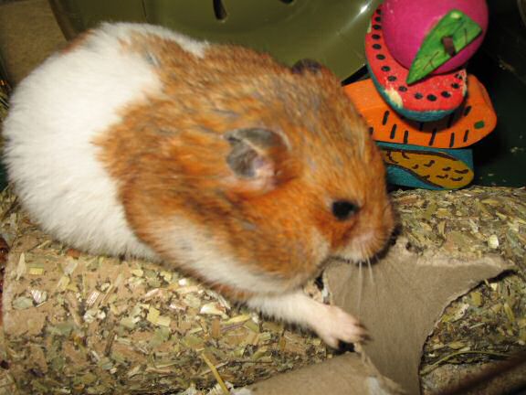 A little Quality Time with my hamster Lucy.