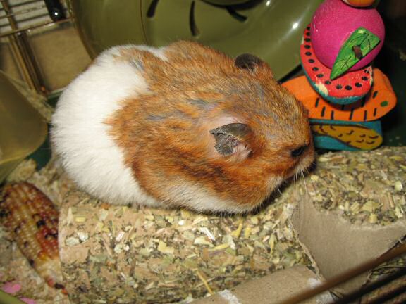 A little Quality Time with my hamster Lucy.