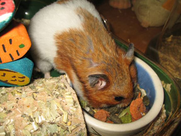 YEAAAAAAI for my hamster Lucy !