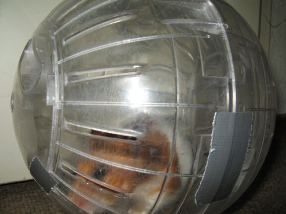 YEAAAAAAI for my hamster Lucy !