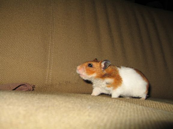 YEAAAAAAI for my hamster Lucy !