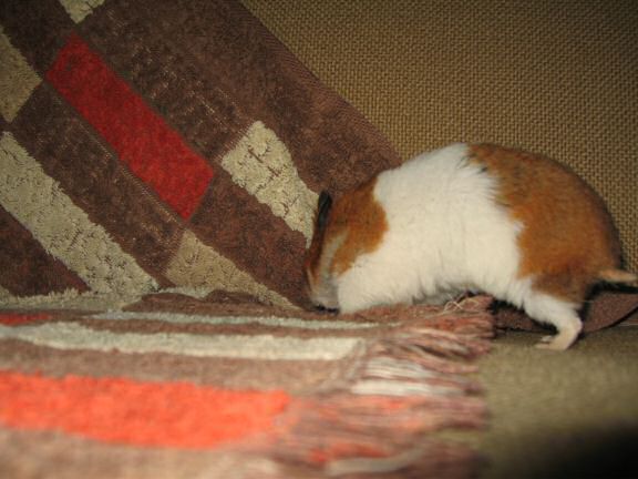 YEAAAAAAI for my hamster Lucy !