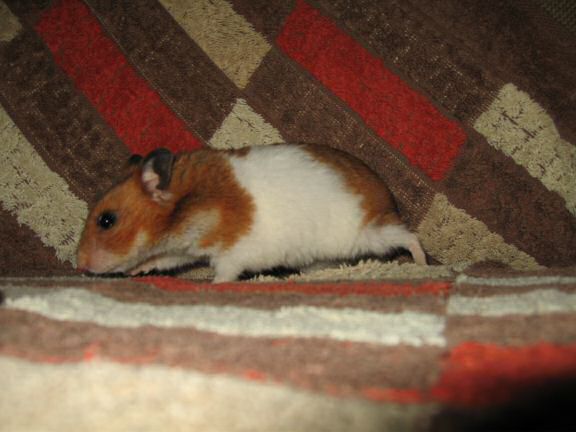 YEAAAAAAI for my hamster Lucy !