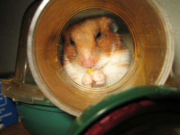 An Ultra Extreme HAmsterTrackin' Mission with my hamster Lucy !