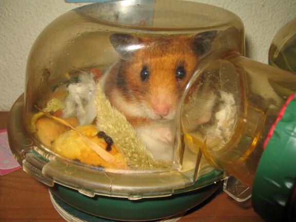 Asking my hamster Lucy !