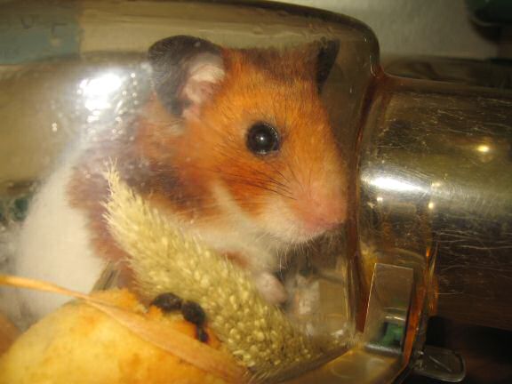 Asking my hamster Lucy !