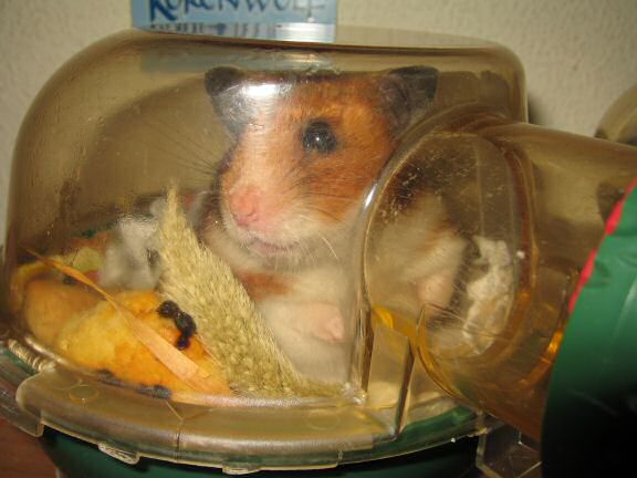 Asking my hamster Lucy !