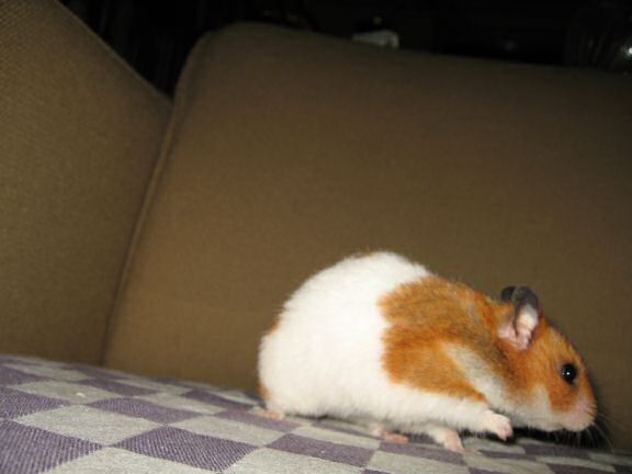 Having fun on the couch with my hamster Lucy !