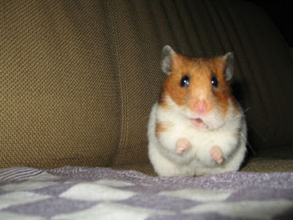 Having fun on the couch with my hamster Lucy !