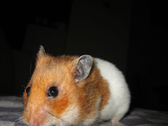 Having fun on the couch with my hamster Lucy !