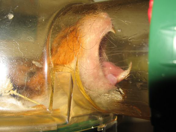 My hamster Lucy is ''FEELIN' GOOD '' ! 