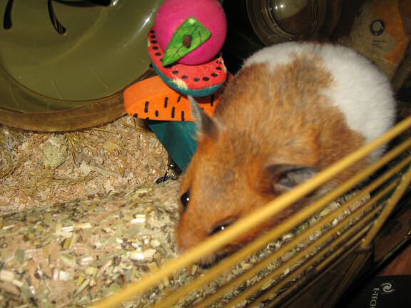 Explorer Ball fun with my hamster Lucy