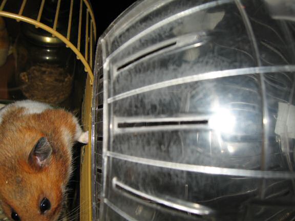 Explorer Ball fun with my hamster Lucy