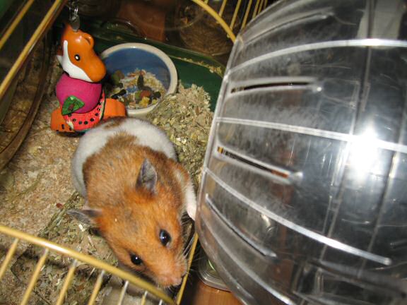 Explorer Ball fun with my hamster Lucy