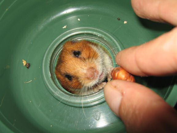 My hamster Lucy requesting.