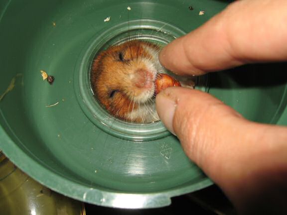 My hamster Lucy requesting.