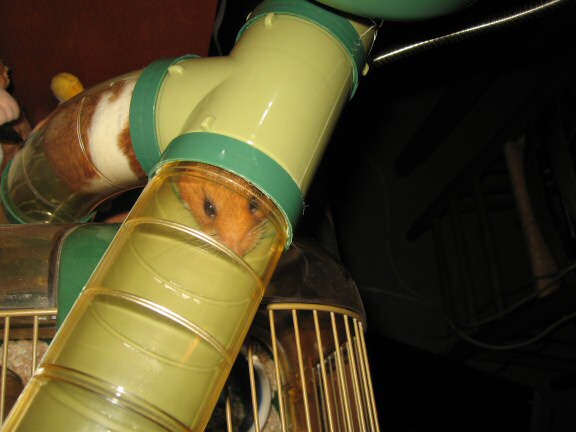 My hamster Lucy checking out her new cage setup.