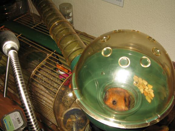 My hamster Lucy checking out her new cage setup.