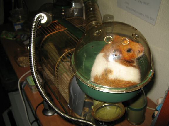 My hamster Lucy checking out her new cage setup.