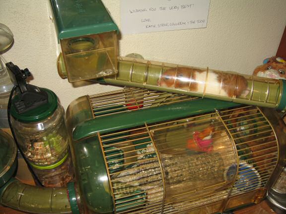 My hamster Lucy checking out her new cage setup.