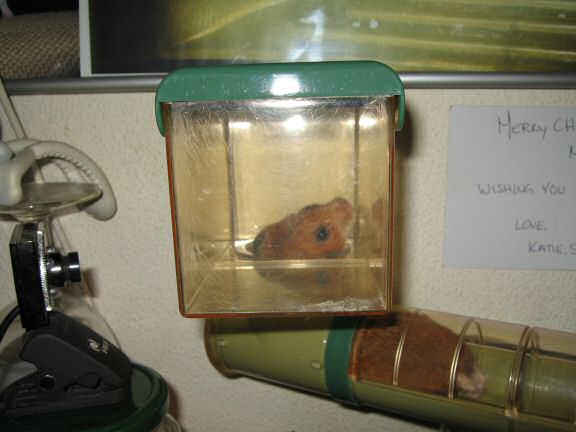 My hamster Lucy checking out her new cage setup.