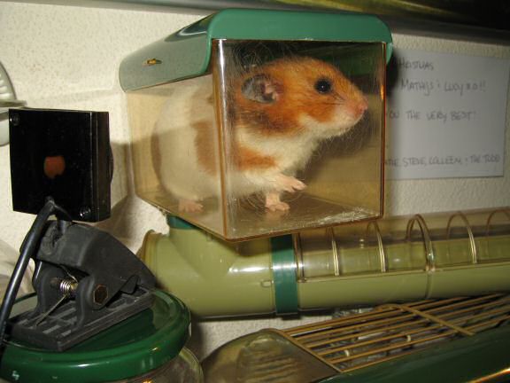 My hamster Lucy checking out her new cage setup.