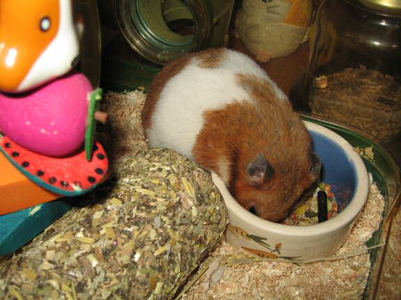 My hamster Lucy enjoying her dinner.