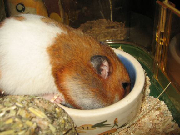 My hamster Lucy enjoying her dinner.