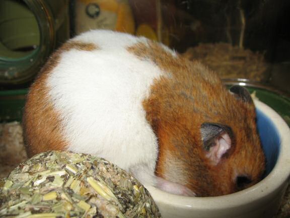 My hamster Lucy enjoying her dinner.