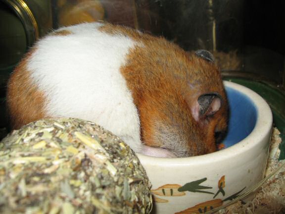 My hamster Lucy enjoying her dinner.