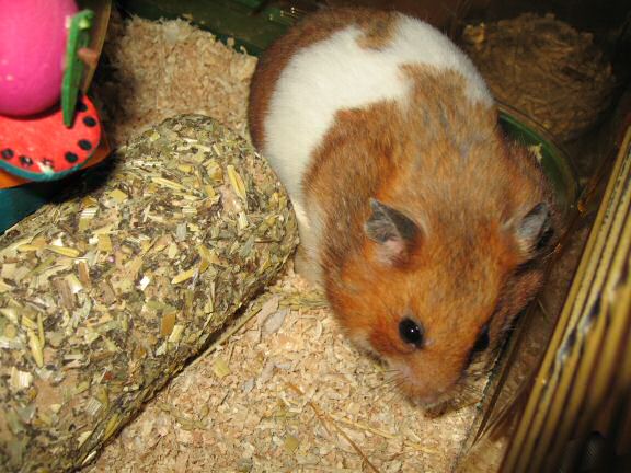 My hamster Lucy enjoying her dinner.