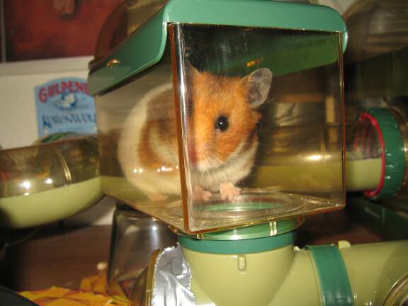 My hamster Lucy.
