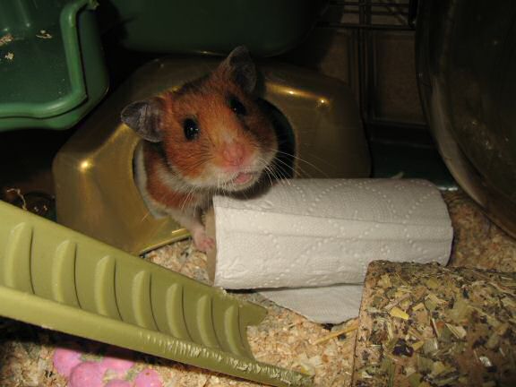 Educating my hamster Lucy ...