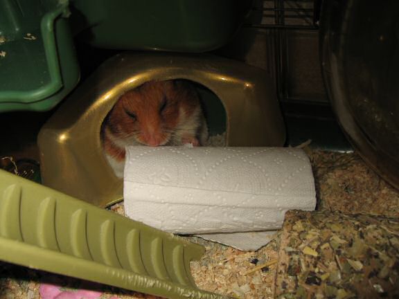 Educating my hamster Lucy ...