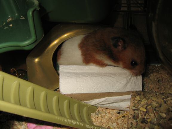 Educating my hamster Lucy ...