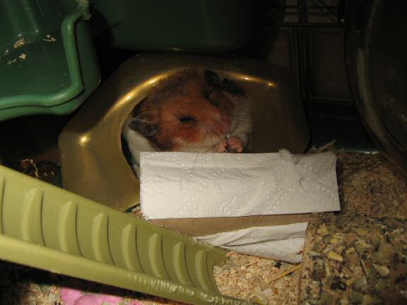 Educating my hamster Lucy ...