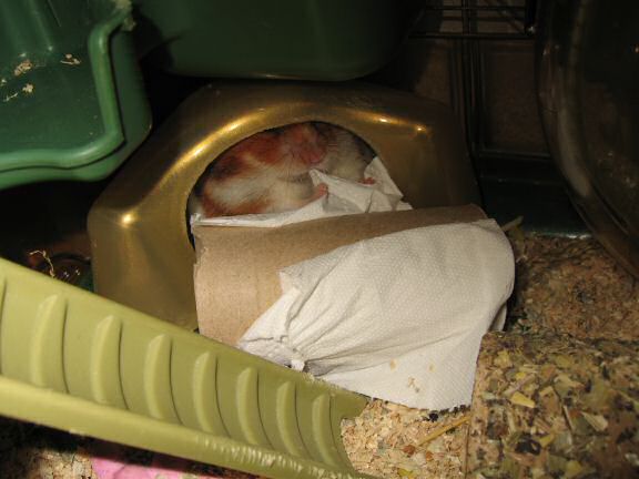 Educating my hamster Lucy ...